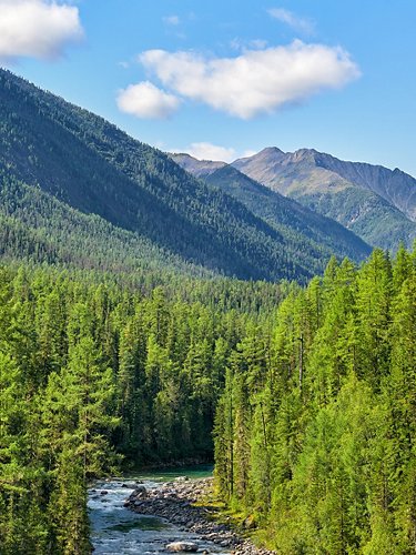 benessere terpeni foresta stress